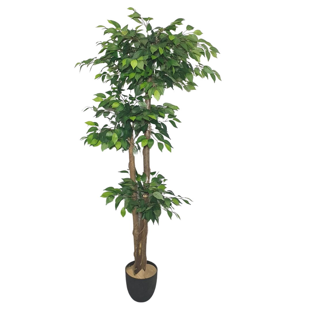 3 head ficus tree – Syolo Life Path