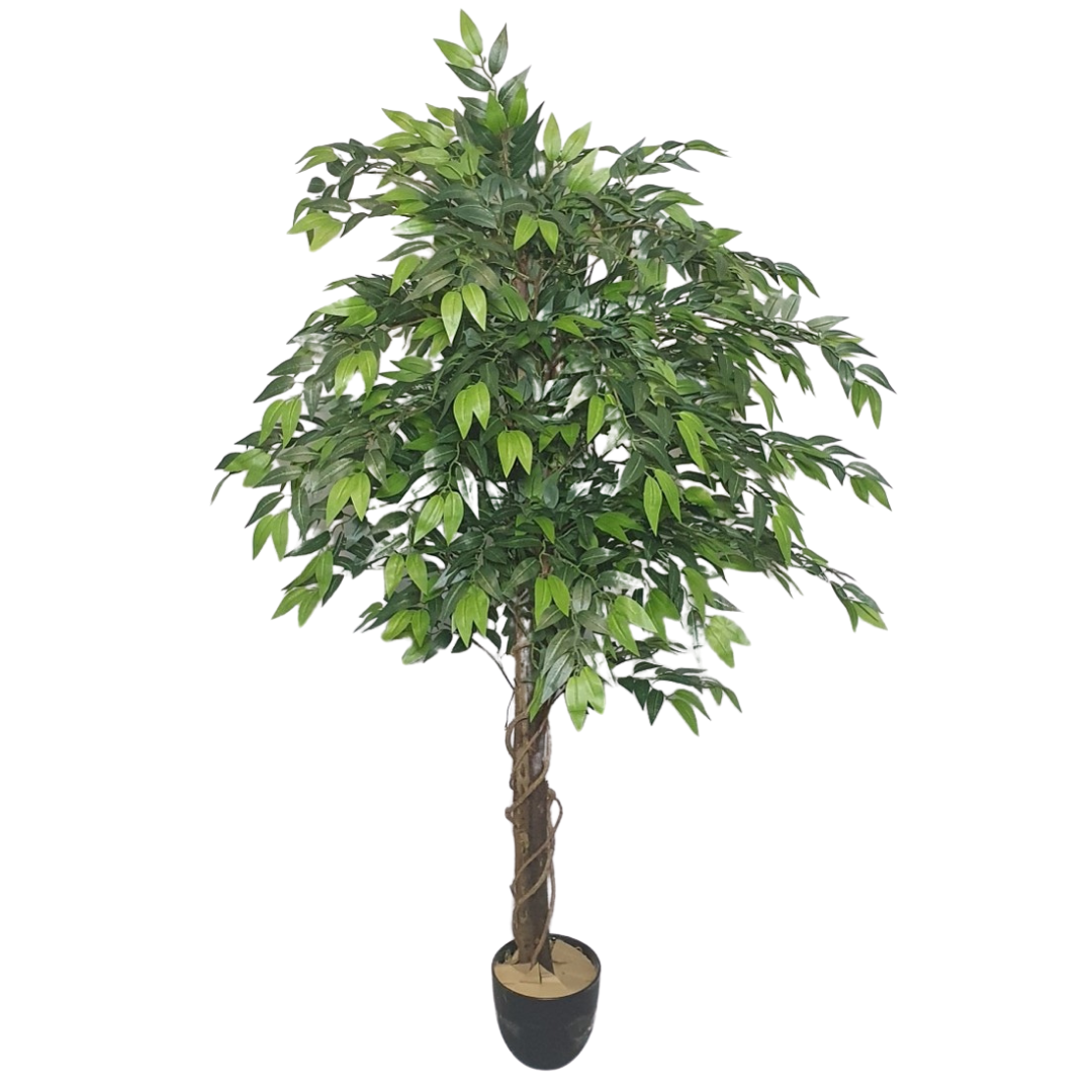 Smilax 4ft – Syolo Life Path