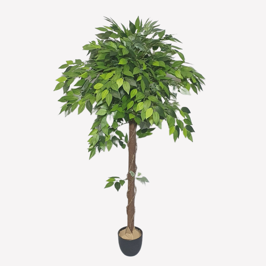 Ficus -4ft – Syolo Life Path